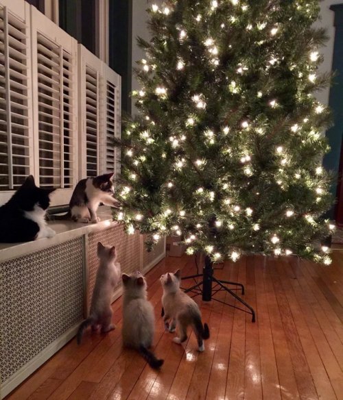 Rare, never seen before photo capturing secret plot to overthrow Christmas tree.  ( Source)