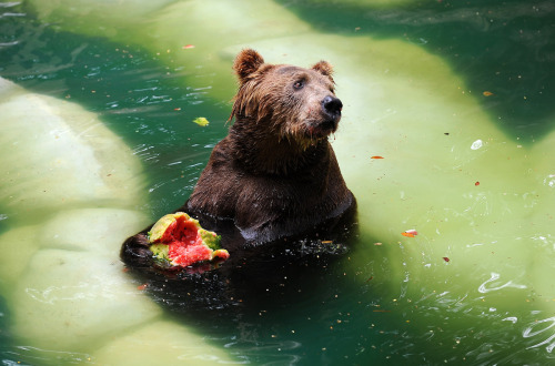 stillwatermelon: A Brown bear (Ursus arctos) eats watermelon whilst cooling itself down in a pool at