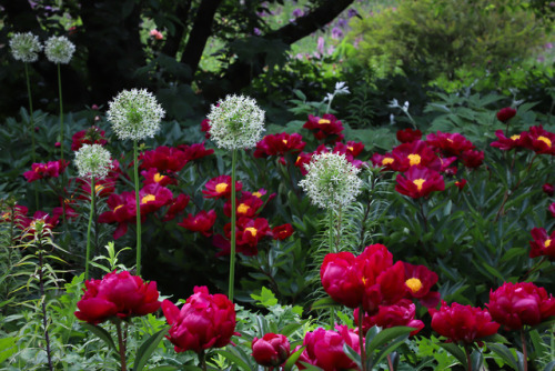 Gorgeous peonies at Hermannshof in Germany.  Their vibrant color jumped right out of the shade 