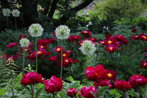 Gorgeous peonies at Hermannshof in Germany.  Their vibrant color jumped right out of the shade and t