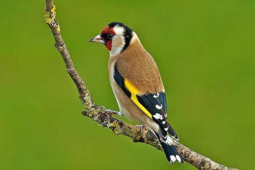 Goldfinch by stanley.ashbourne on Flickr.