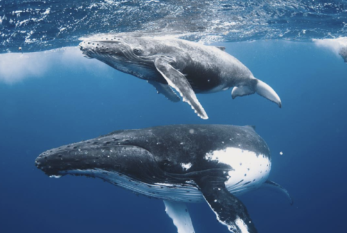 kohola-kai:Humpback whales of Mo’orea Photos by Kori Garza