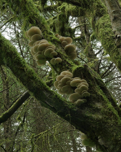 Oyster mushrooms - Pleurotus ostreatus - available all year round, in forests as well as supermarket