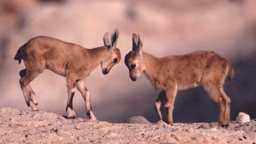 gif-guy:  http://gif-guy.tumblr.com/