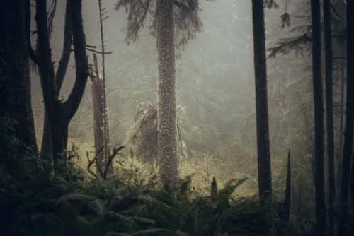 withoutroots:i fell in love among the trees: 26captured at the oregon coast