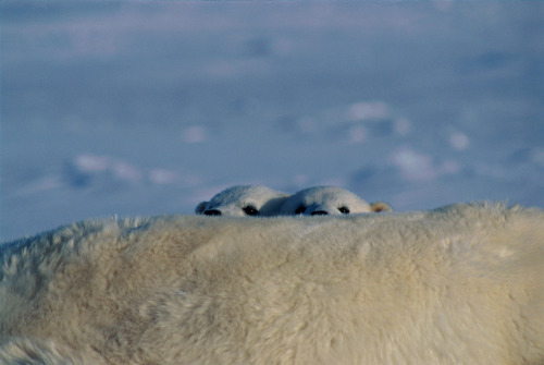 Porn photo Polar bears photographed by Paul Nicklen.