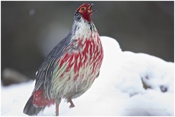 timothea:  timothea:  timothea:  timothea:  I was watching Planet Earth just now (for the bazillionth time? maybe I need to find a new show to watch this summer…) and was reminded about the glory that is the BLOOD PHEASANT.  They don’t necessarily