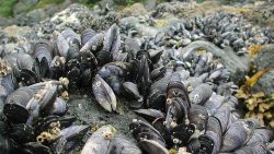 currentsinbiology:   Contagious cancer found in clams and mussels  As bad as cancer is in humans, at least it’s not contagious. The same  can’t be said for clams, mussels, and other marine bivalves. According  to a new study, published online today