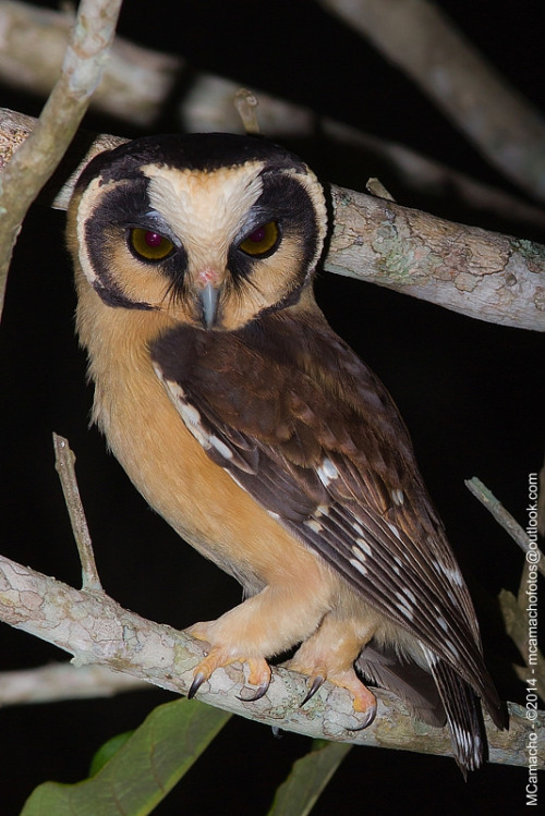 japeck89:featheroftheowl:Buff-fronted Owl by MarceloCamachobvFollow wildlifeandthings for more stunn