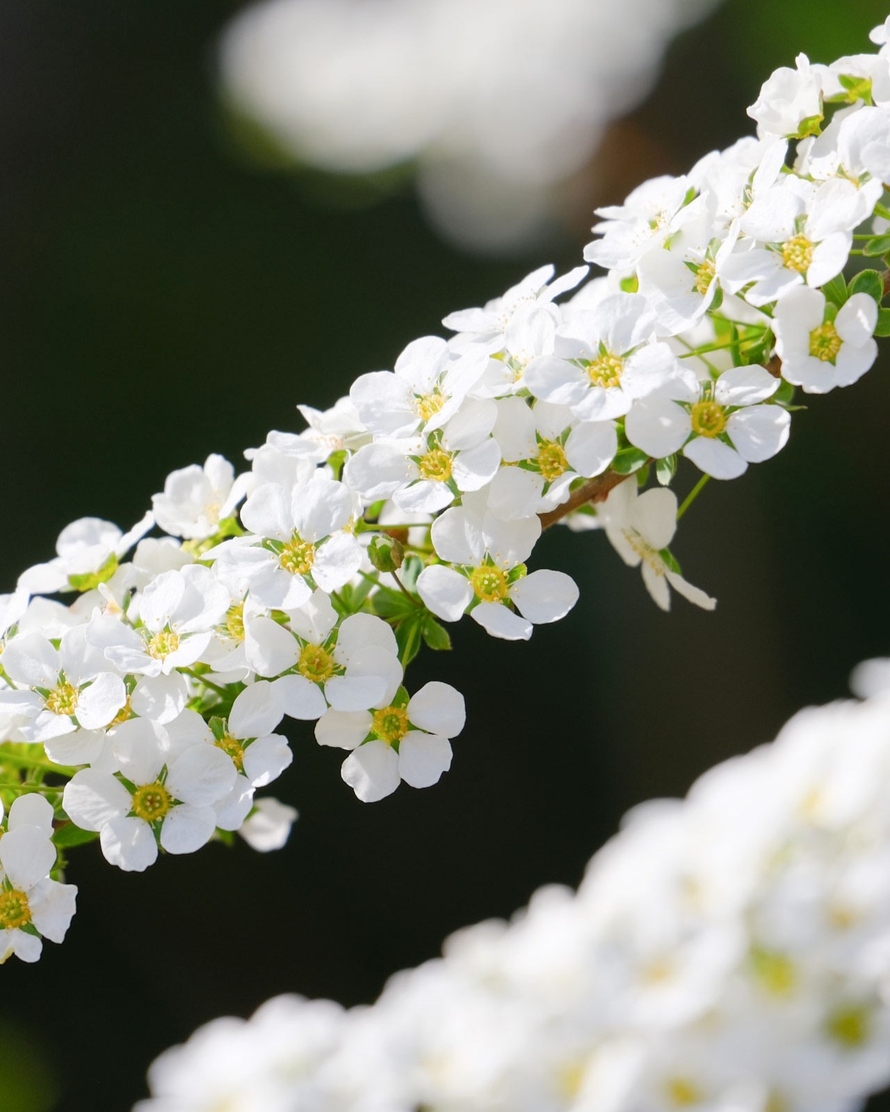 Spiraea Explore Tumblr Posts And Blogs Tumgir Spiraea Explore Tumblr Posts And Blogs Tumgir