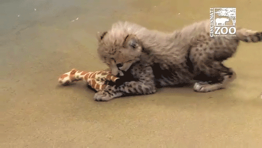 sizvideos:  This cheetah cub’s best friend is a dog - Full video 