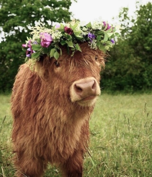 Porn happyheidi:~ Flowercows ♡ 🌷🐄 🍃 photos