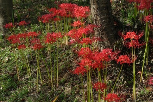 近所の河川敷の曼珠沙華彼岸花。家に入れると火事になると言われた記憶がある。不吉だとも。彼岸頃に咲くとか、墓に多いとかが話のもとか...