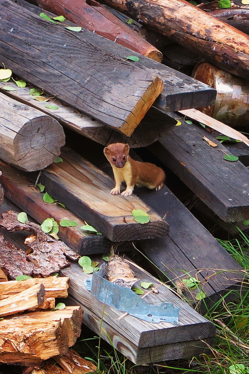 Stoat. Summit County, Colorado. Photo by Amber Maitrejean