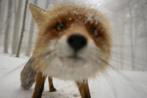 gwendabond:  best-of-memes:  Love foxes  They’re just so strange. (Not behemoth-depths strange, but strange nonetheless.) 