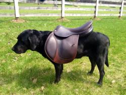 craigslisthorses:  The correct way to advertise a saddle.  