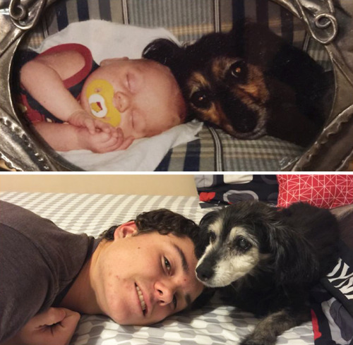 Porn wwinterweb: Dogs Growing Up With Their Humans photos