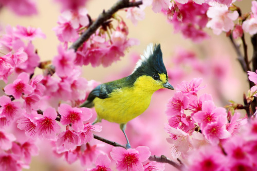 drxgonfly:Cherry Blossoms &amp; Birds 1 2 3 4 (by Sue Hsu)