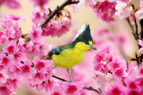 drxgonfly:Cherry Blossoms & Birds 1 2 3 4 (by Sue Hsu)