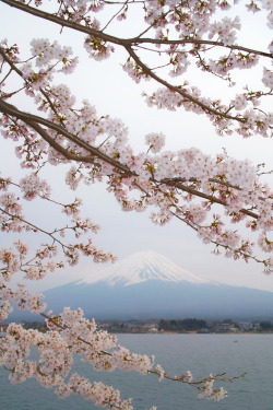 daitao:  Mt. Fuji and sakura by nipomen2 on Flickr.