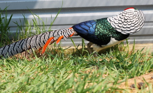 end0skeletal:The Lady Amherst’s pheasant is a species native to China and Myanmar, although there wa