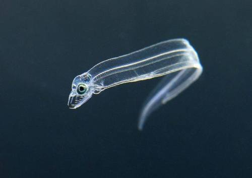 underthevastblueseas:Moray eels have been bred for the first time at a Zoo in Austria, and the babie