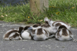 fat-birds:  downy huddle - Putangitangi - paradise shelduck - Tadorna variegata by Steve Attwood on Flickr. LOOK HOW SASSY THE ONE ON THE RIGHT IS