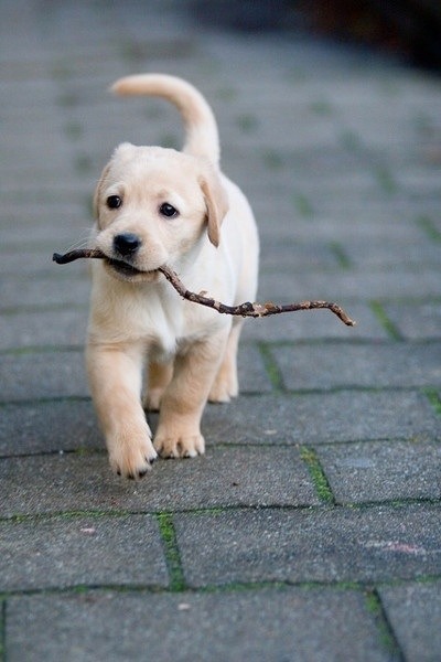 detourthroughlife:  PUPPIES. I WANT ONE SO BAD. 