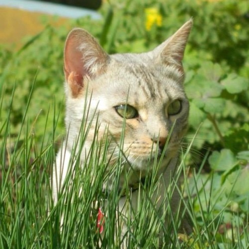 Berlioz the silver bengal, enjoying the sun in the garden