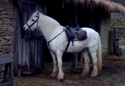 straight-outta-cornwall - Hugh’s ridiculously fluffy horse