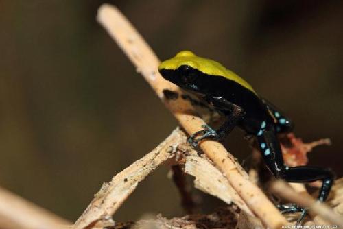 Mantella laevigata