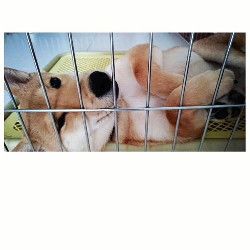 My cutie pie! #rila #rilashibainu #shibainu #doggie #dog