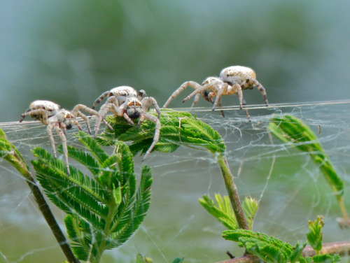 adorablespiders:  Colonial Spiders Stegodyphus dumicolaimage source