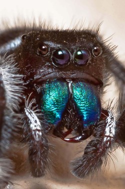 crosstimberlake:  Bold Jumper, Phidippus audaxIt’s hard to remember these little guys are spiders, once you take a minute to watch them carry on, they act more like dime-sized cats