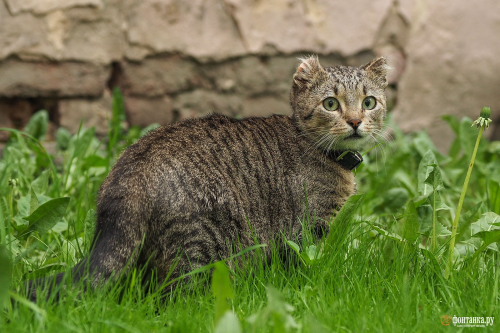 Porn photo russiawave:the tire worker saved the cat