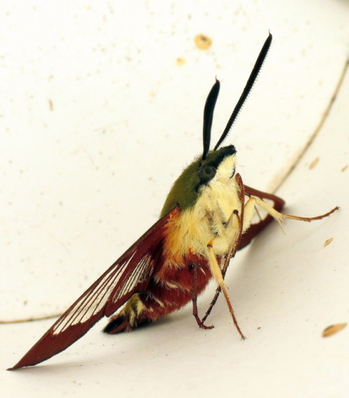 coolbugs: Bug of the DayOMG, look at this adorable hummingbird clearwing (Hemaris thysbe)! How is th