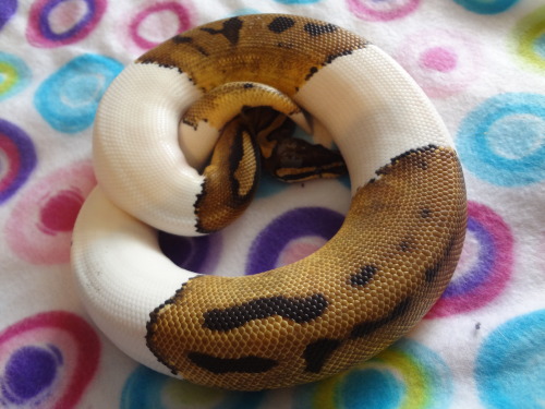 applepythons:Angus is just so darn easy on the eyes.