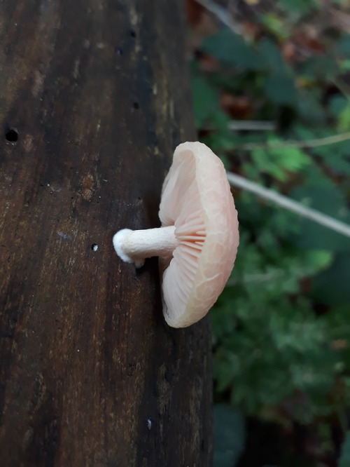 High Wycombe, UK, October 2018Wrinkled peach mushroom (Rhodotus palmatus)I had the most gorgeous day