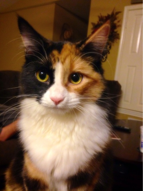 awwww-cute:  Really, Really ridiculously good looking cat