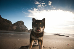 sheeba-inu:  Shiba (by Folk|Photography)