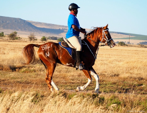 deserthorseperformancehorse:Jadon Barrani 2013 chestnut stallion (Jadon Al Kabeer x Jadon Nasheetah)