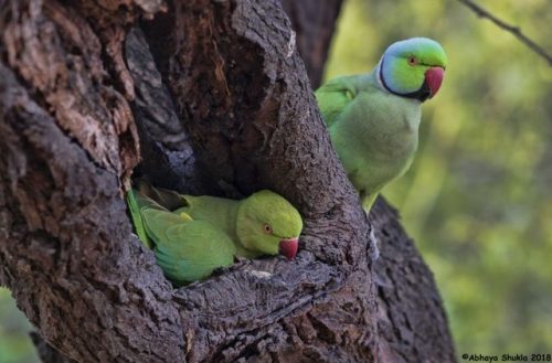 ainawgsd:The rose-ringed parakeet (Psittacula krameri), also known as the ring-necked parakeet, is a