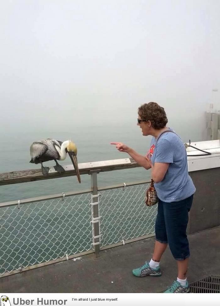 omg-pictures:My Grandma got bit by a Pelican on the pier and then began to scold