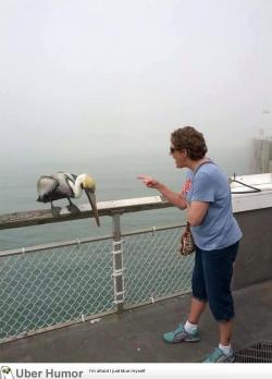 omg-pictures:My Grandma got bit by a Pelican