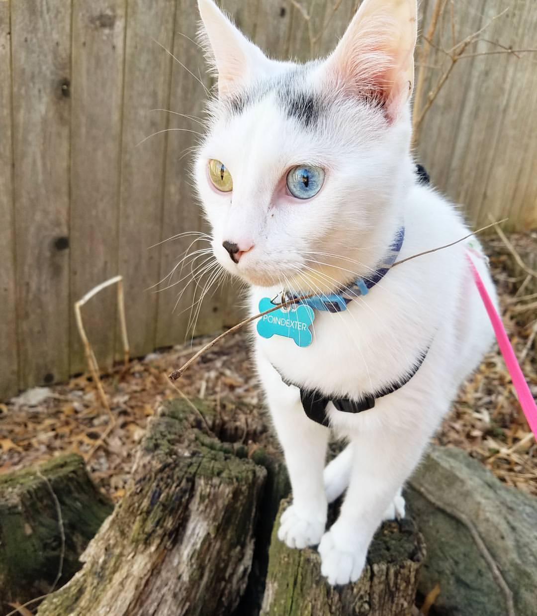gang-vocals:  Adventure boi  #dexinplacesheshouldntbe #criswellhomeforwaywardcats