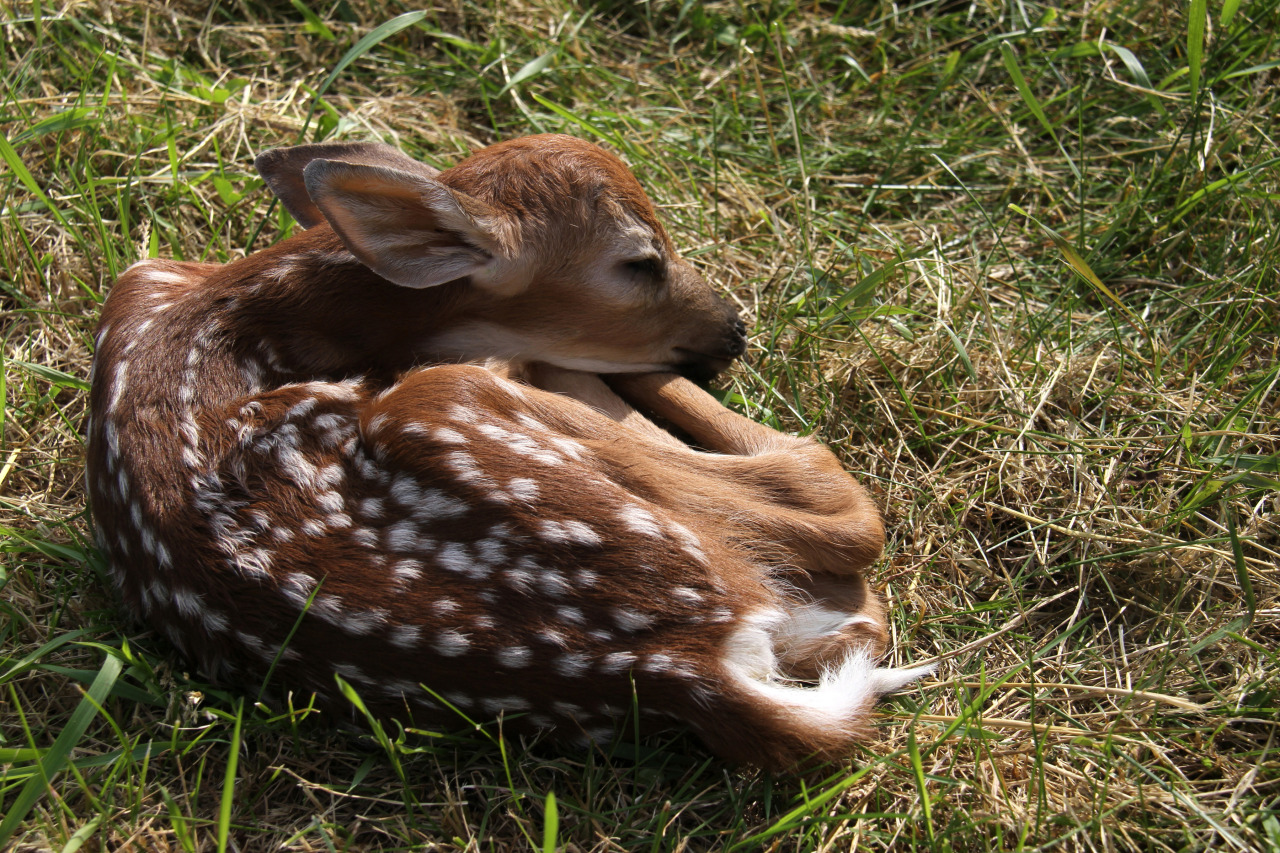 zay4ik:White-tailed deer fawn