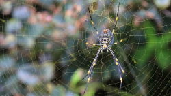 mothernaturenetwork:  Spiders love city life, grow larger than their country kinThe bright lights of the big city also play a role in increased fertility for urban arachnids, a study finds.