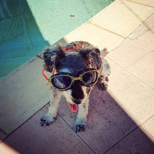 Pool workout done for the day, under Mitzy’s watchful eyes. Meditation and stretching next. Day 20 o