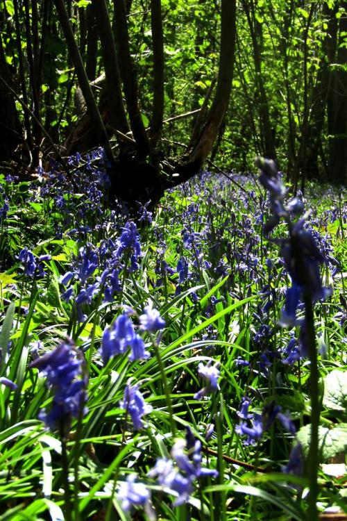 Norsey Wood, Essex. | © Xscape Photography