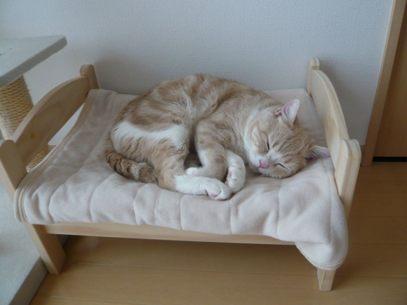 Cats